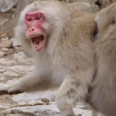 Deux macaques mâles défendent une femelle d'un intrus