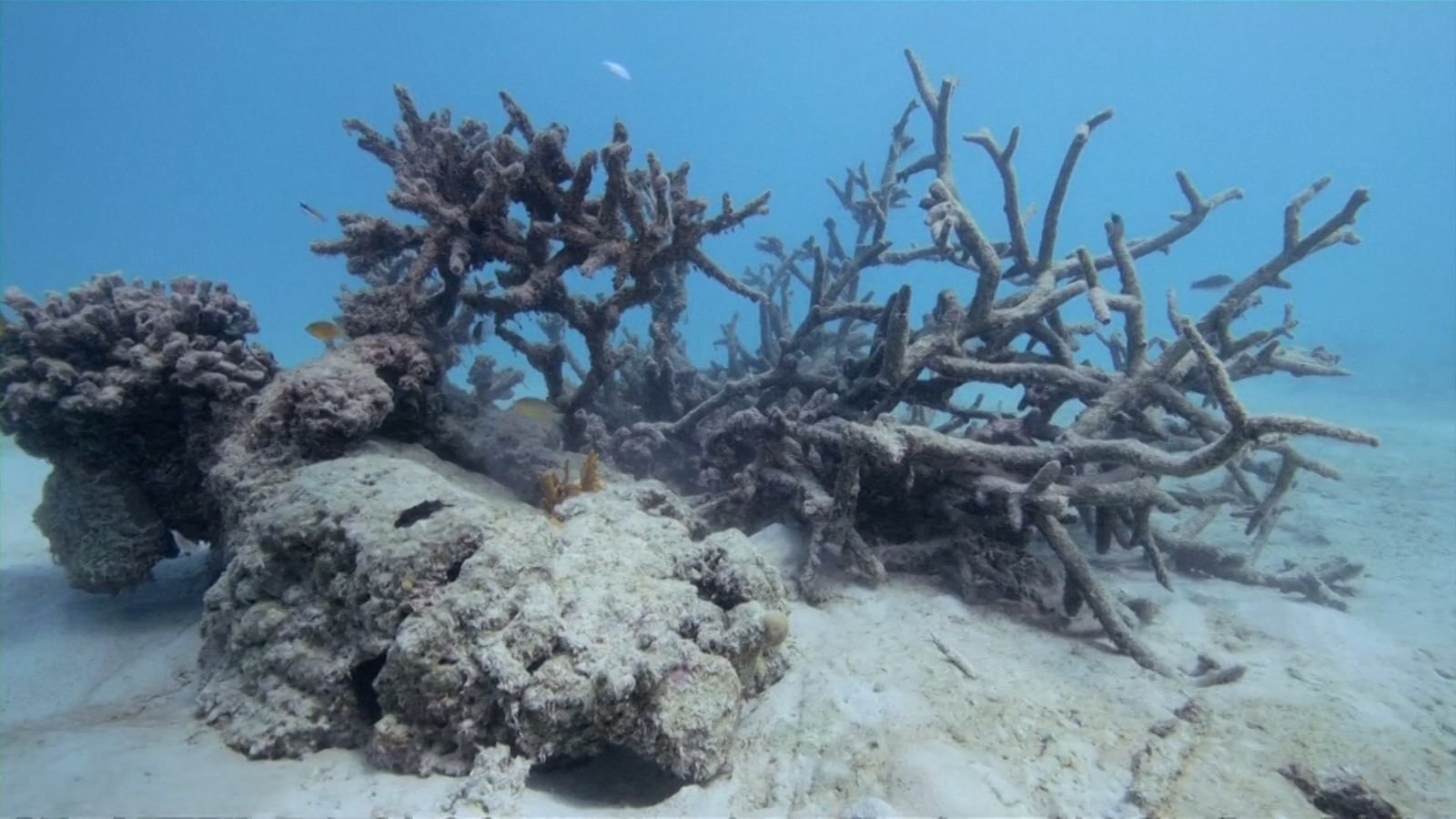 Les coraux des îles Samoa se meurent