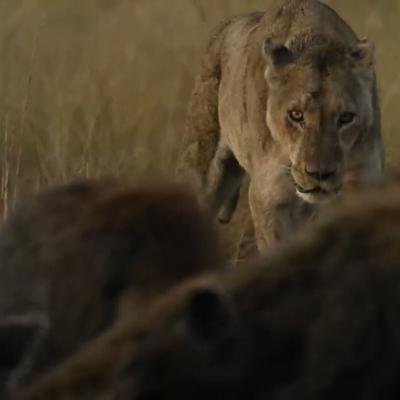 Des hyènes mettent des lionnes en fuite