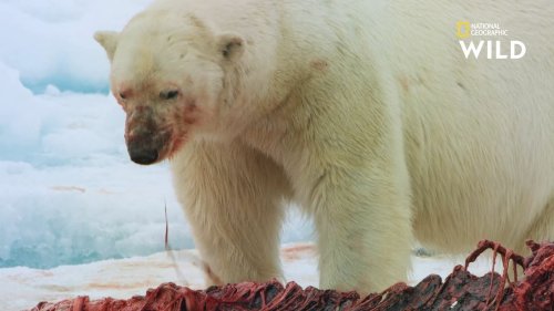 Un ours polaire attrape cet homme par la tête et le tire hors de son campement