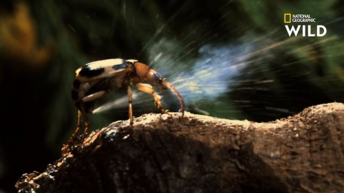 L'arme secrète du coléoptère bombardier, encerclé par des fourmis