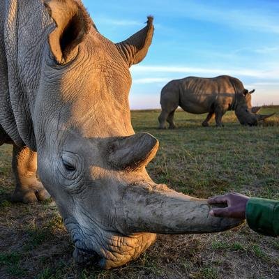 Les rhinocéros blancs du Nord sont au bord de l'extinction. Comment les sauver ?