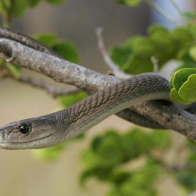 Le redoutable mamba noir, serpent le plus dangereux au monde