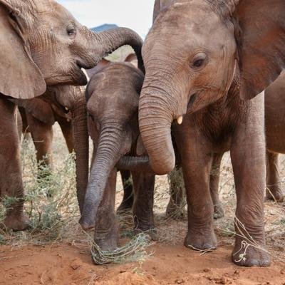 Quand les mamans éléphantes ont besoin d’aide, elles peuvent compter sur des "nounous"