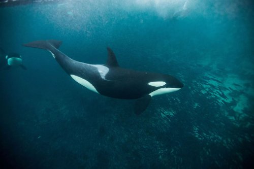 Un groupe d'orques s'attaque à un requin-tigre