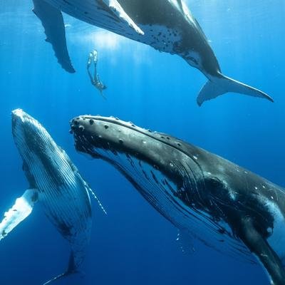 Ces baleines parviennent à chanter tout en retenant leur souffle