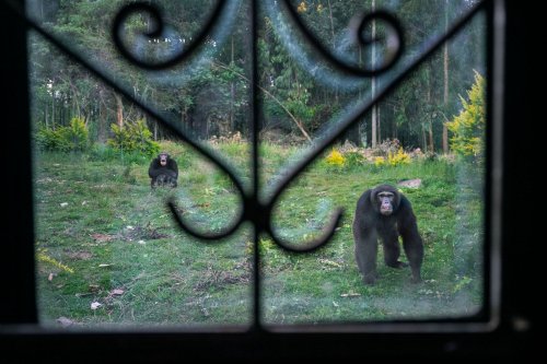 Ouganda : les chimpanzés, privés de leur habitat, s'en prennent aux Hommes