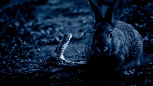 Un python chasse un lapin grâce à sa vision thermique