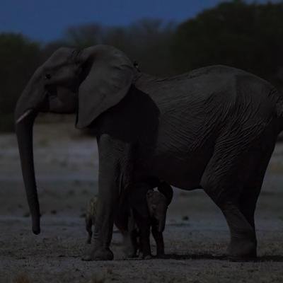 Attaque de hyènes sur une famille d'éléphants