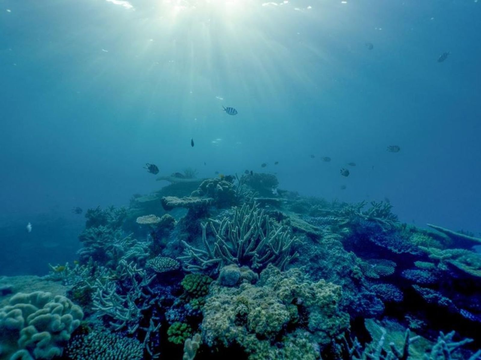 La Grande Barrière de corail aurait perdu la moitié de ses coraux en 25 ans