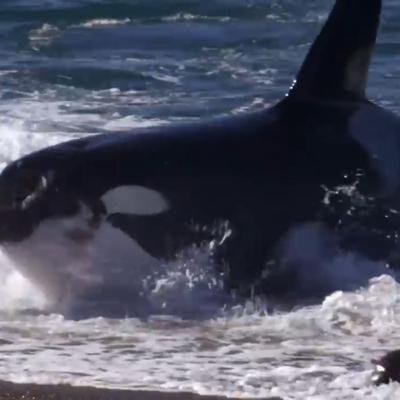 Cette orque attaque des otaries jusque sur la plage