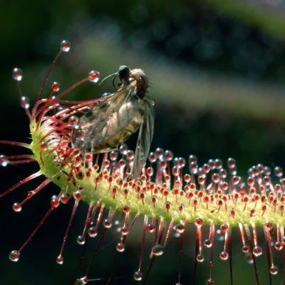 La droséra, plante carnivore experte en piège