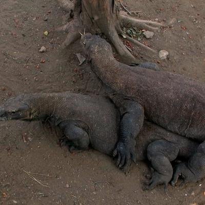 Chez les dragons de Komodo, pas besoin de mâle pour se reproduire