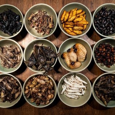 La Thaïlande, leader mondial de la production d'insectes comestibles