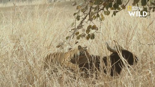 Trois tigres chassent un gaur, cet énorme bison indien qui peut peser plus d'une tonne