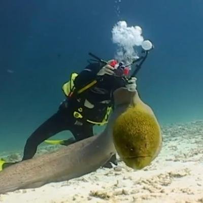 Une murène mange le pouce d'un plongeur