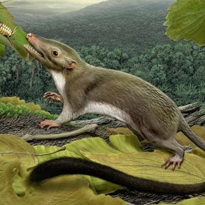 Cet animal est l'ancêtre commun des chauves-souris, des baleines… et des humains