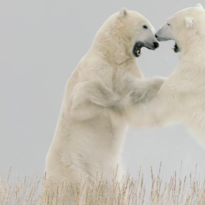 800 kilos de rage : les violents combats d'ours blancs