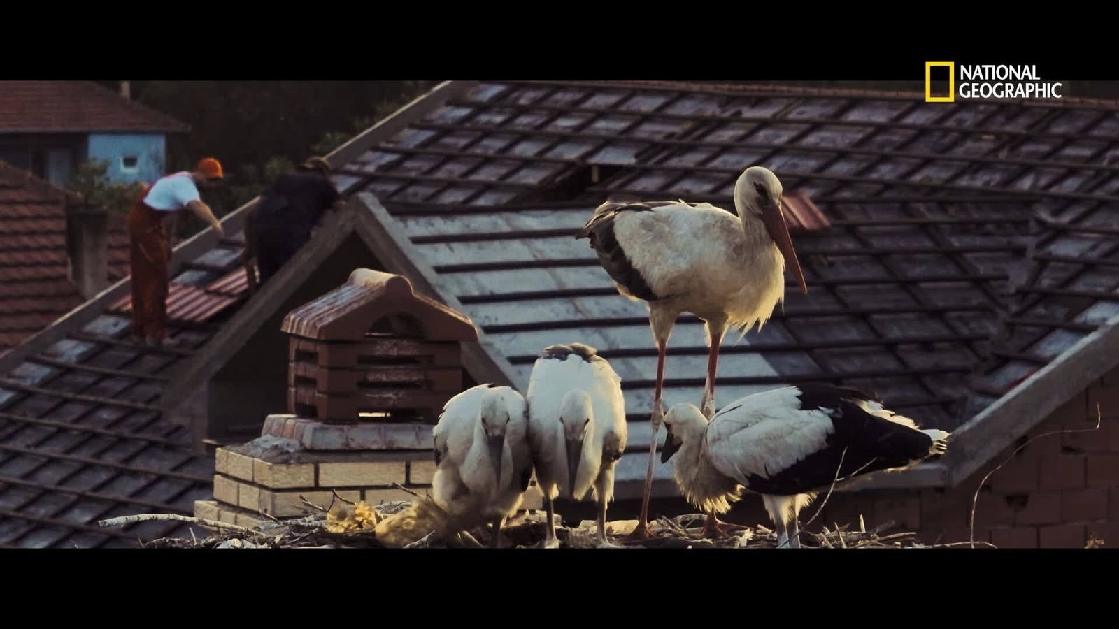 Vivre au milieu des nids de cigognes