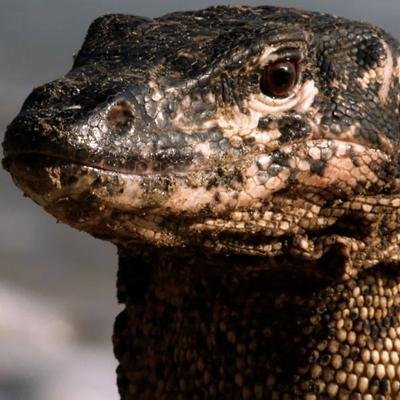 Trois varans se battent pour une carcasse