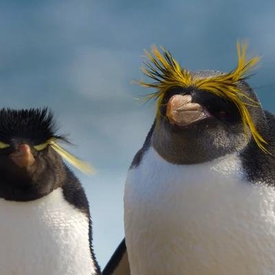 Gorfou doré et gorfou sauteur, le couple parfait ?