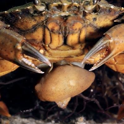 Une bernacle prend le contrôle d'un crabe