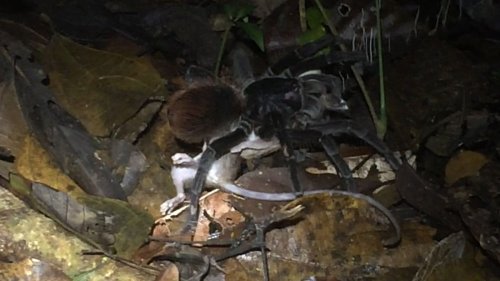 En images : une tarentule géante dévore un opossum