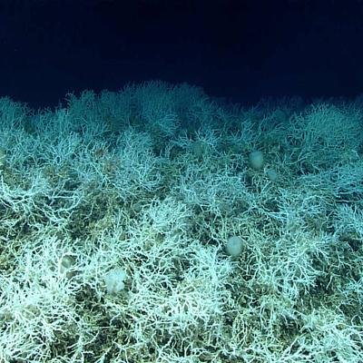 Découverte du plus grand récif corallien d’eaux profondes au monde