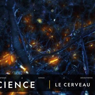 COMPRENDRE : Le cerveau