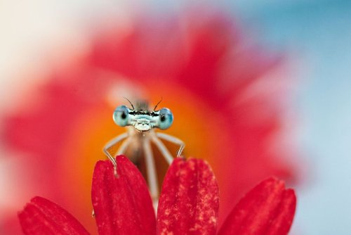 ODE AUX INSECTES, INDISPENSABLES À NOTRE SURVIE