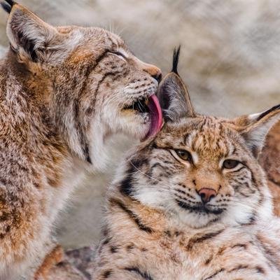Europe : les meilleures destinations pour observer la vie sauvage cet été
