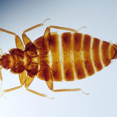 Pourquoi les punaises de lit sont partout et s’adaptent à tout (ou presque)