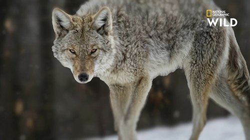 Cet Homme Raconte Comment Il S'est Fait Attaquer Par Un Coyote En ...