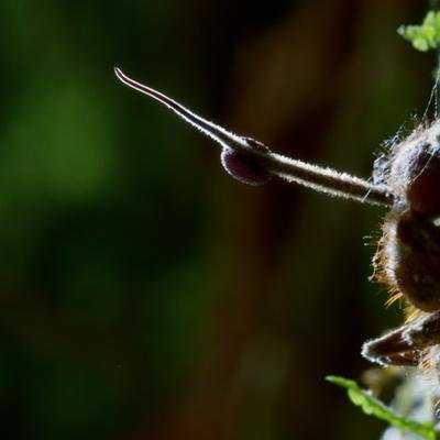 Ce champignon infeste les fourmis et les transforme en zombies