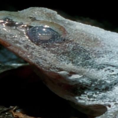 Cette grenouille se congèle littéralement pour survivre à l'hiver