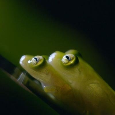 La grenouille de verre, un magnifique amphibien à la peau translucide