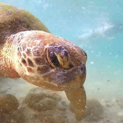 La fascinante biodiversité de l'île de Mannar