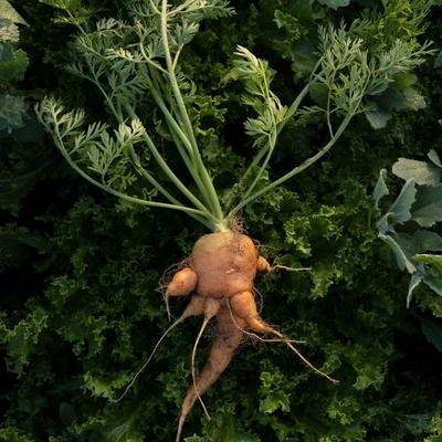 Nos fruits et légumes sont de moins en moins nutritifs