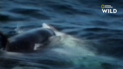 La première attaque filmée d'une orque sur un grand requin blanc