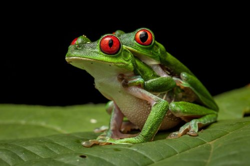 La folle sexualité des animaux