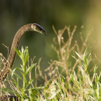 Cette courageuse mangouste s'en prend à un mamba noir