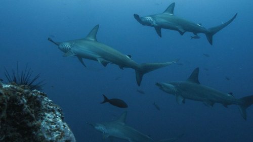 Le requin-marteau halicorne, une espère très rare... et menacée