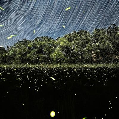 Pourra-t-on encore voir des lucioles cet été ?