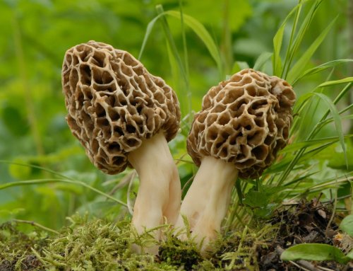 Comment savoir si un champignon est comestible ou toxique ?
