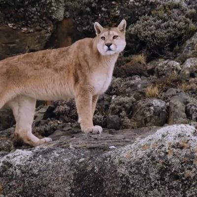 Une mère puma du Chili cherche son petit après une nuit glaciale