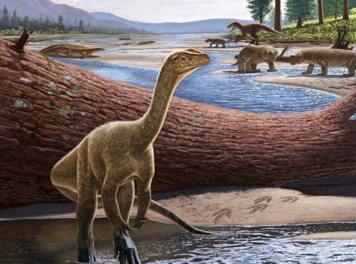 Le plus ancien dinosaure d’Afrique aurait vécu il y a 230 millions d’années