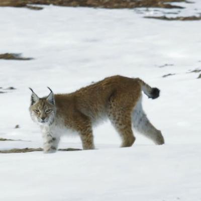 Le lynx boréal, super-prédateur