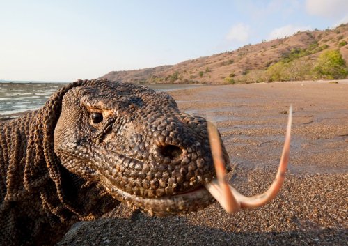 Le dragon de Komodo, dangereux fainéant