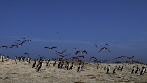 Ces cormorans et ces manchots vivent en parfaite harmonie