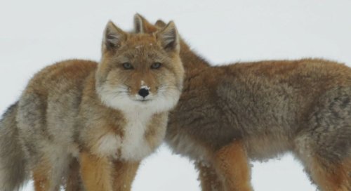 Le renard du Tibet : l'espèce la plus craquante des montagnes